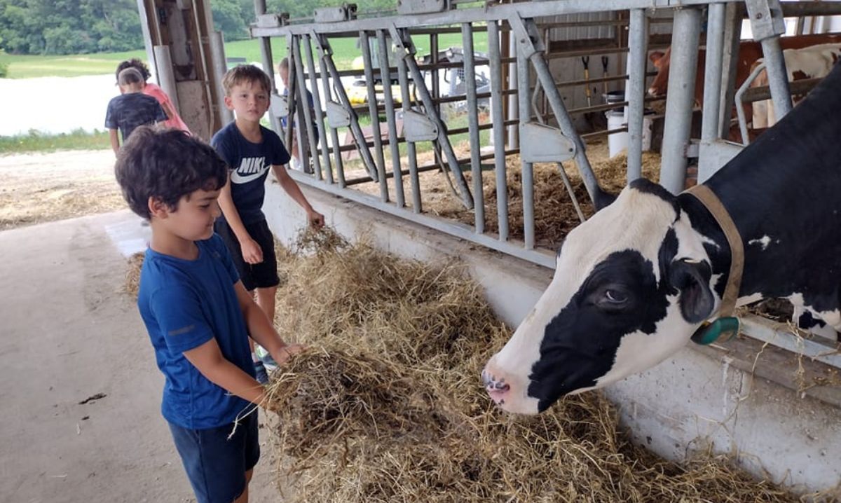 Children feeding a cow at Primrose Farm in St. Charles, Illinois during a hands-on farm experience.